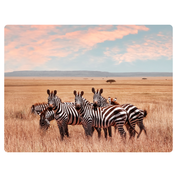 Zebra Dazzle In Field Mouse Pad