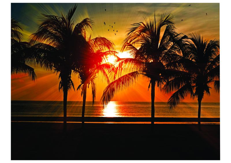 Laptop Skins - Sunset &amp; Birds - Stickers - Vinyl