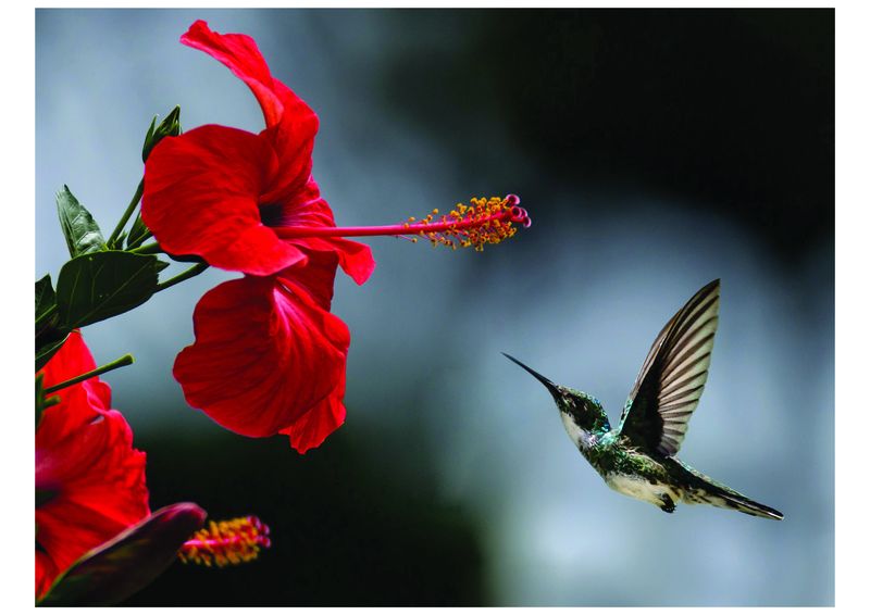 Laptop Skins - Humming Bird &amp; Flowers - Stickers - Vinyl