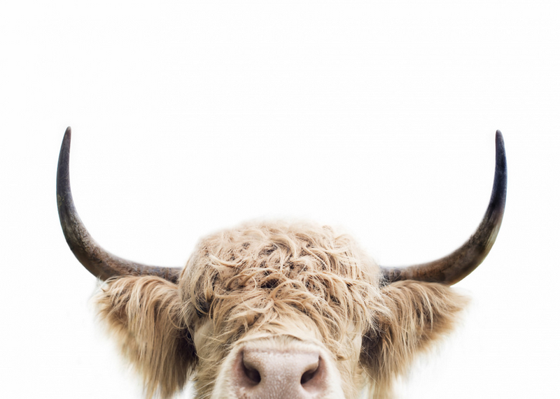 Canvas Wall Art - Peeking Cow