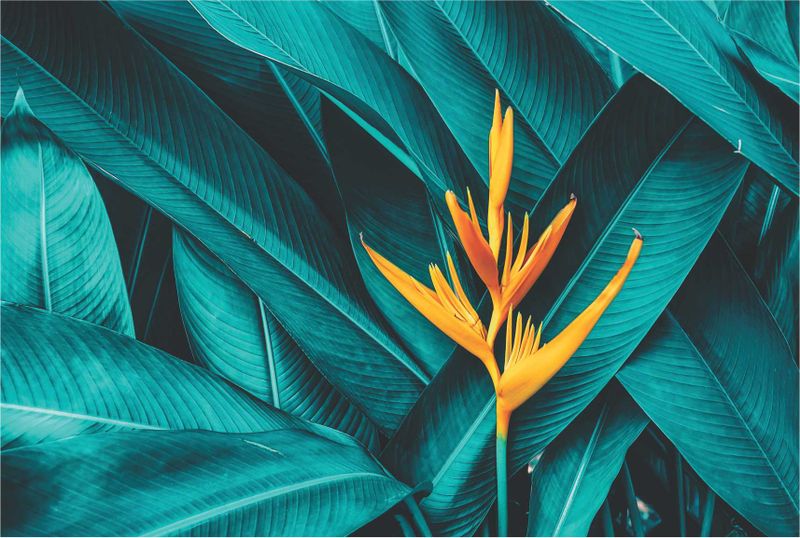 Laptop Skin Yellow Flower