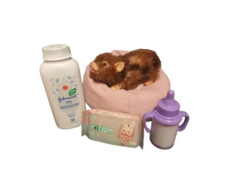 My Reborn Babies-Piglet Baby