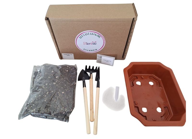 Blertsie Grow A Bonsai Kit - Golden Rain Tree