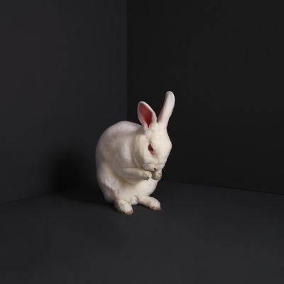 Rabbits (Vinyl / 12" Album)