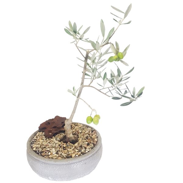 Olive Frantoio Bonsai Tree - Planted In A Bonsai Pot Ready To Travel
