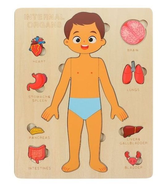 Kids Boy Human Body Anatomy Puzzle Montessori