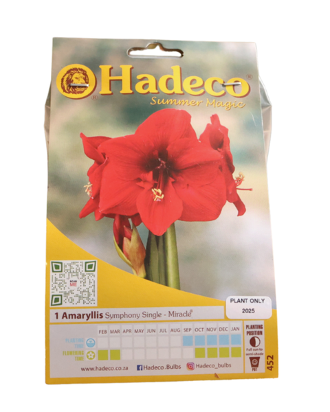 Hippeastrum (amaryllis) Symphony Single - Miracle- Dark Red - 1 Bulb Pack