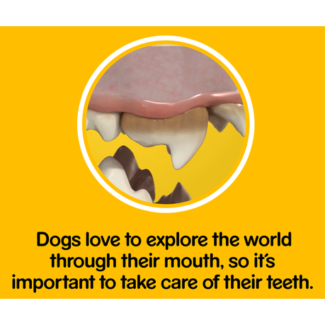 Pedigree - Dentastix medium dog - Pack of 10 | Shop Today. Get it