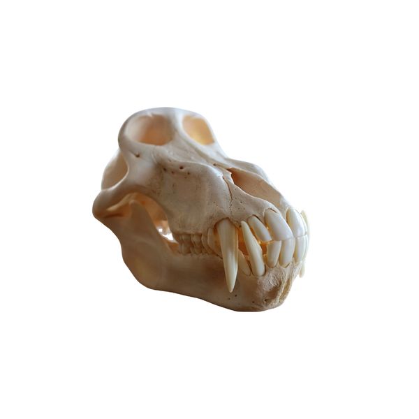 Chacma Baboon Skull - Adult Male | Unique African Collectible
