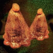 Oocyte Oil &amp; Stolen Androgens (CD / Album)