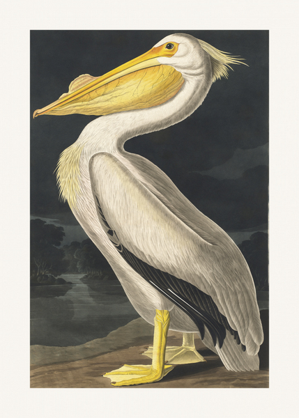 Canvas Wall Art American White Pelican from Birds of America