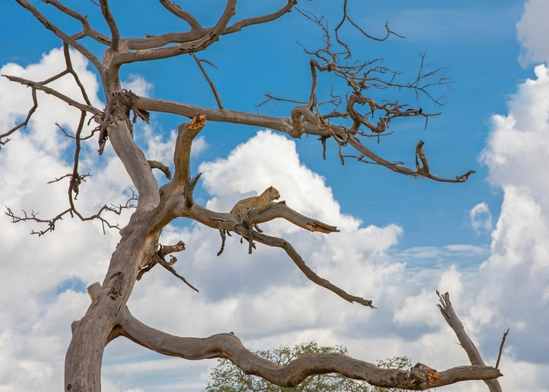 Wall Art Canvas - African Leopard Resting in a Tree