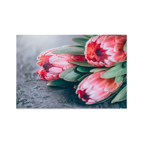 Canvas Wall Art - Protea - 119cm x 84cm