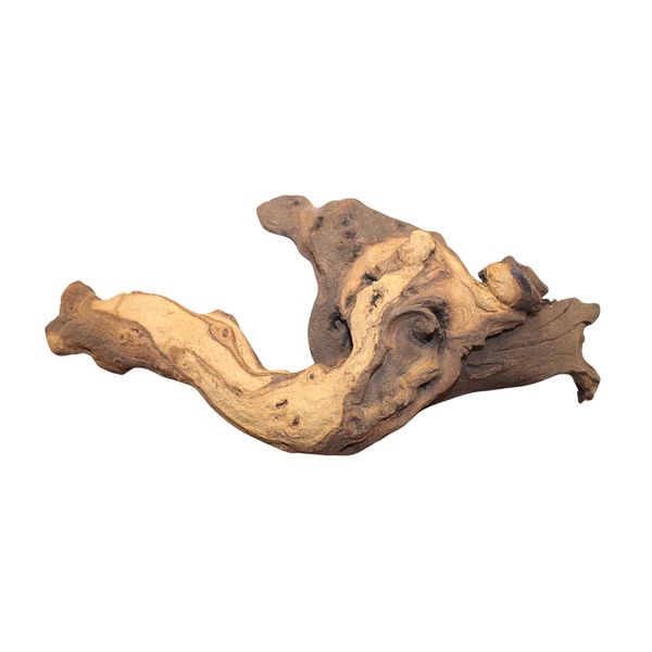 Natural Mopane Root