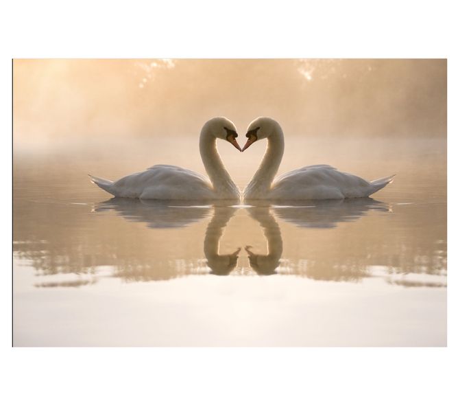 Brown, White Cotton Canvas cm Animals Wall Art
