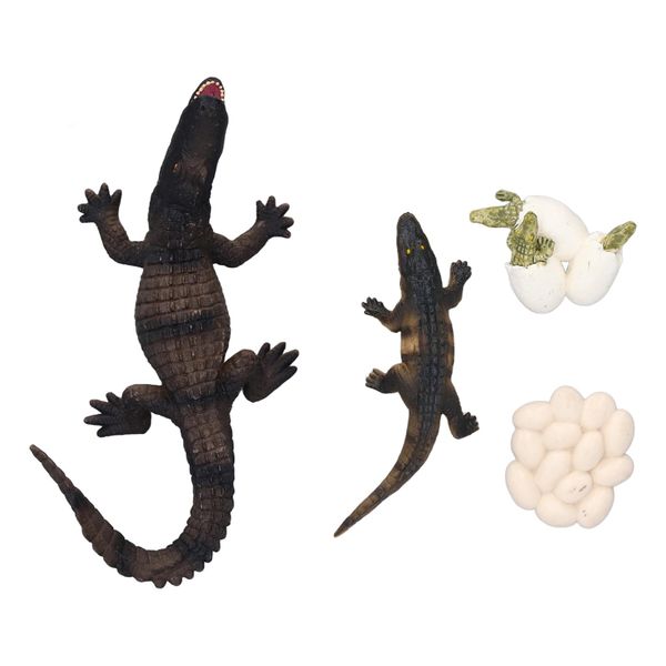 4piece Animal Life Cycle Figurines Educational Animal Growth Model Type B