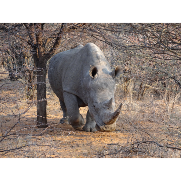 Diamond Painting - Rhino