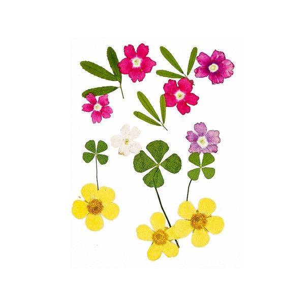 Pressed Dried Flowers, Style 12.9