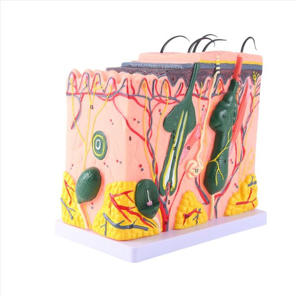 Skin Model Skin Hair Structure Enlarged Model Anatomy Model