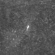 The Last Garden (Vinyl / 12" Album)