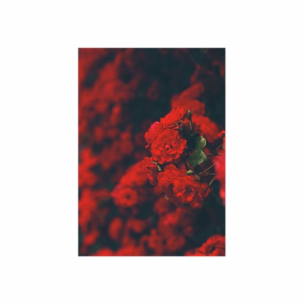 Red Mist Roses - A1 Poster