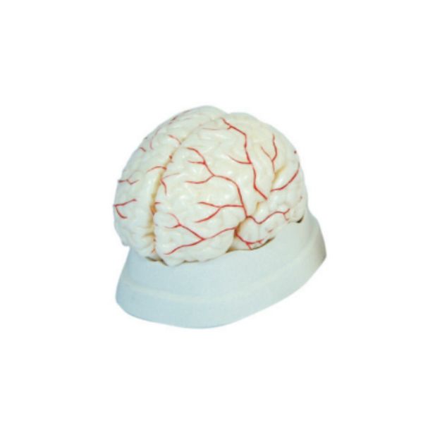 Brain Model with Arteries (8 Parts)