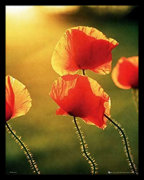 Poppies Glow - Framed Mini Poster (40 x 50cm)