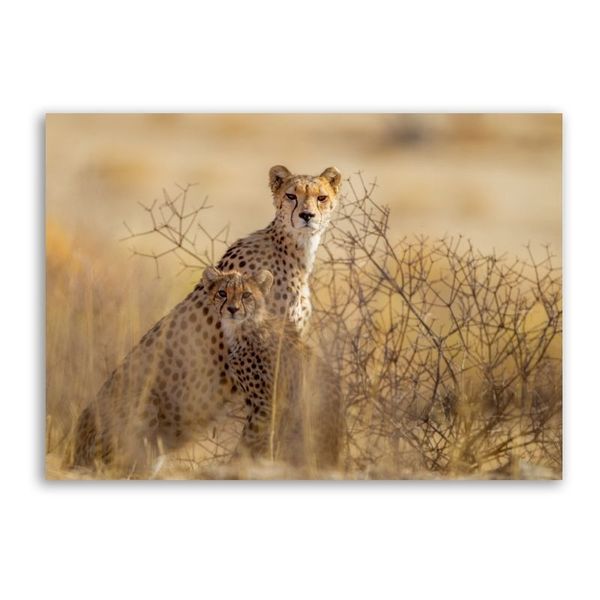 Cheetah With Cub Canvas Animals Wall Art