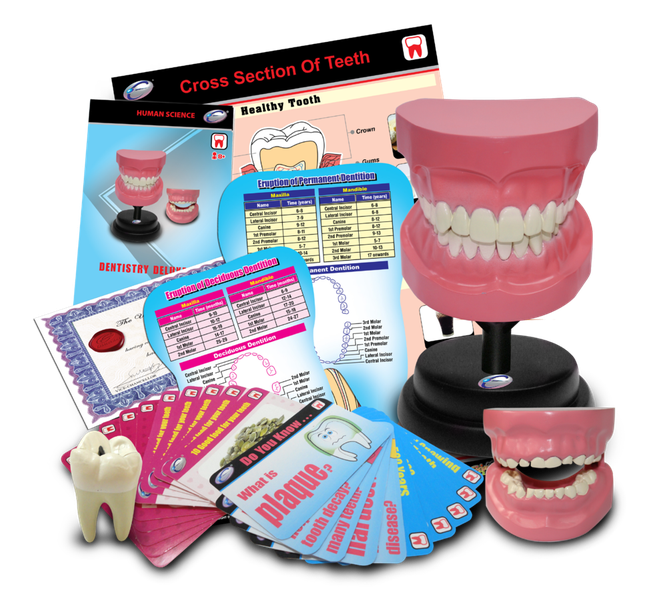STEM Dental Teeth Model Deluxe Set - interactive educational tool