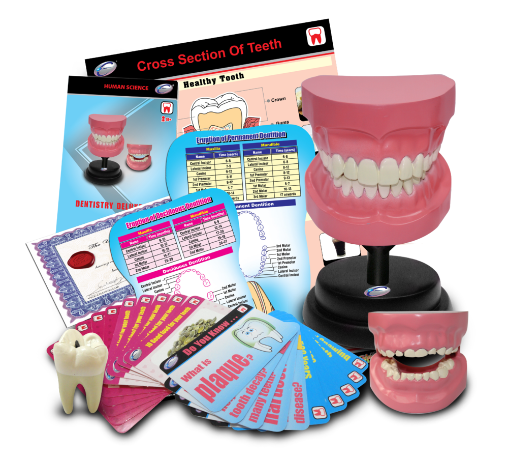 STEM Dental Teeth Model Deluxe Set Shop Today. Get it Tomorrow!