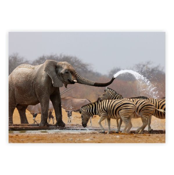 Zebras And Elephant Playing In Water - A1 Poster