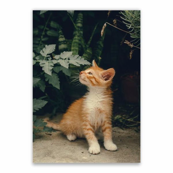 Kitten Green Leaves Background Poster - A1