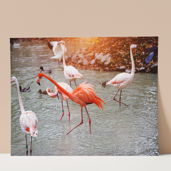 Flamingos in Lake Wall Print