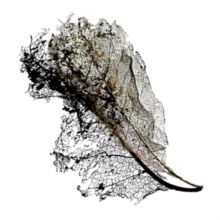 Earth EP (Vinyl / 12" EP)