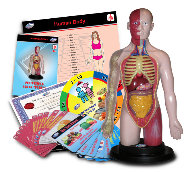 STEM - Human Torso Model Deluxe Set