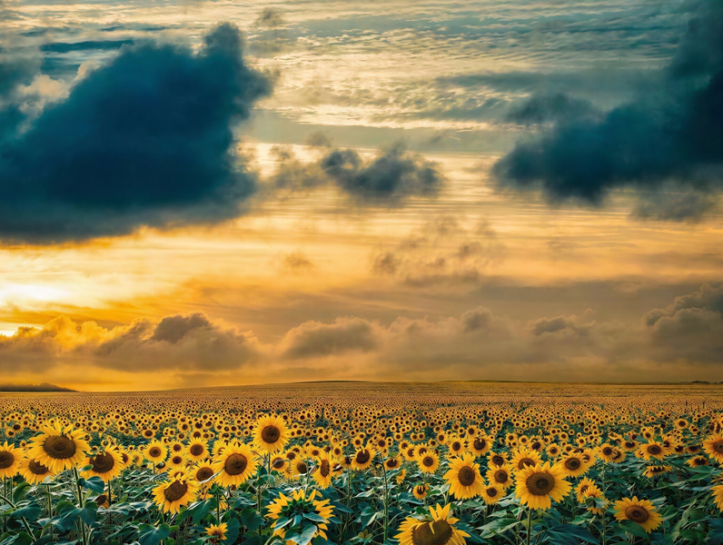 Modern Canvas Wall Art Home Decor - Sunflower Field