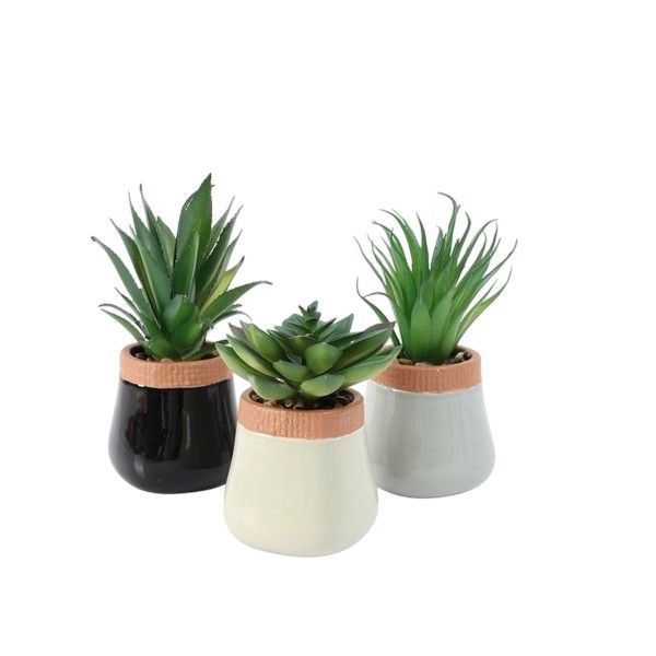 Agave Plant In Rim Pot (7x17cm) - Set of 3