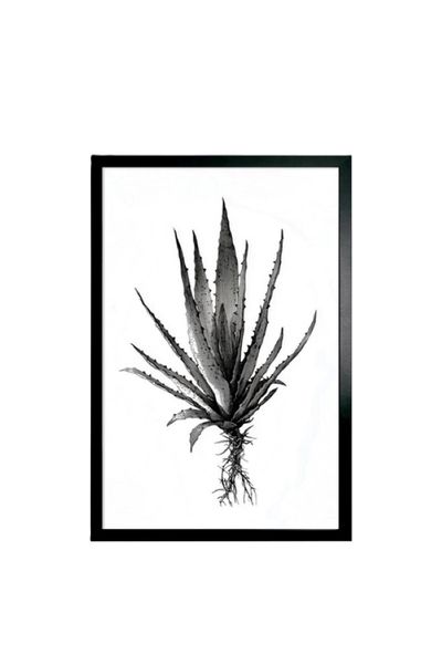 Framed Aloe, 60x90cm black and white