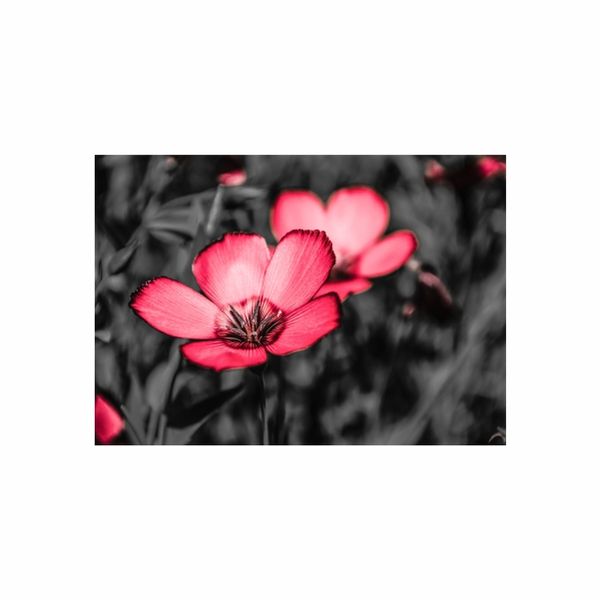 Pink Roses Black - A1 Poster