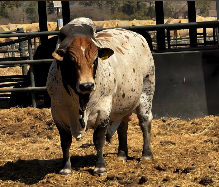 Canvas cm Home Decor Wall Art - Big Bull 03