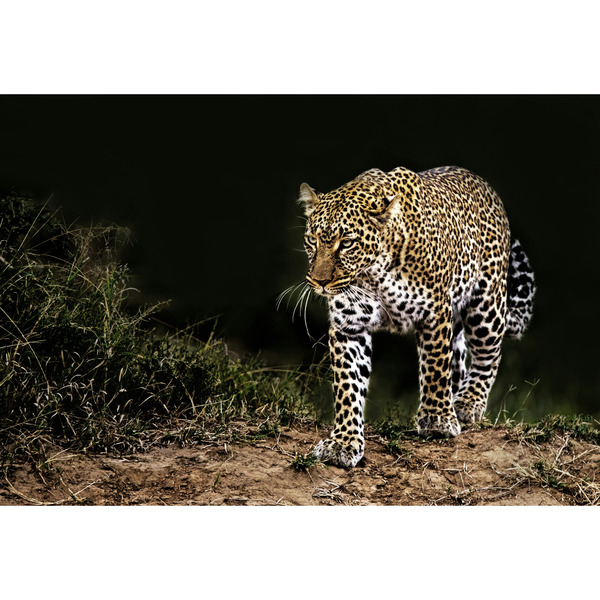 Canvas Wall Art - 1000 x 700 - Leopard 2