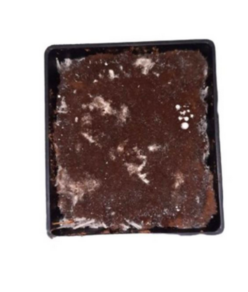 Button Mushroom Home Growing Kit ( 10+ kg )