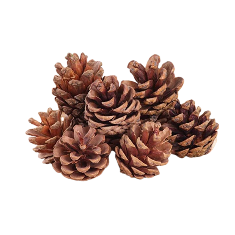 Forest Pine Cones 6pc- Christmas Decorations