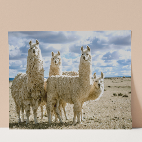 Group of Llamas Wall Print