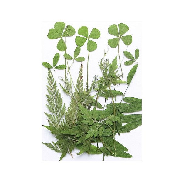 Pressed Dried Flowers - Greenery, Style 6