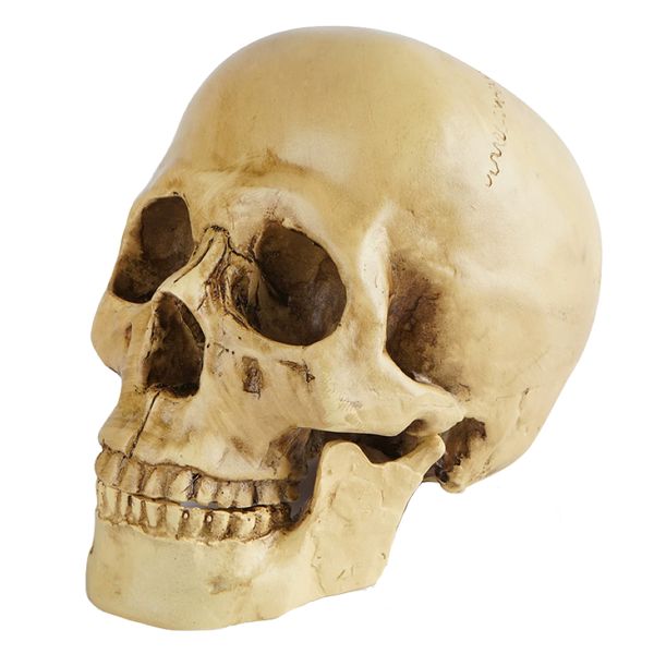 Hobby Life-Size Resin Anatomical Human Head Skull Model - 19cm