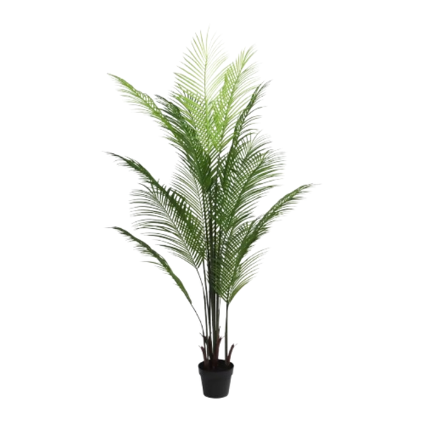 Palm Tree in Pot 160cm