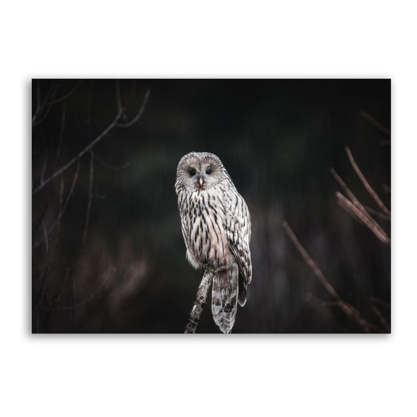 Owl Closeup Canvas Animals Wall Art