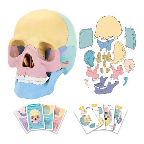 Anatomy Skull Model, Human Anatomy Skull Puzzle