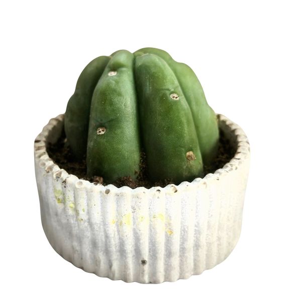 San Pedro Cactus Cutting -Fast Growing Column Cactus-Eco Planter 7cm